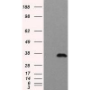 antibody-dme900003 tyfp figure1