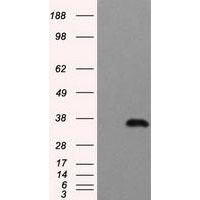 antibody-dme900003 tyfp figure1