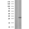 antibody-dme900005 tgfp figure2