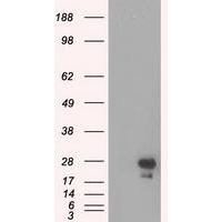 antibody-dme900006 egfp figure1