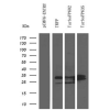 antibody-dme900007 trfp figure1