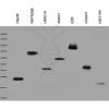 antibody-dme900008 his tag wb1