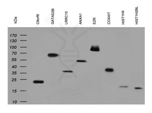 antibody-dme900008 his tag wb1