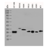antibody-dme900010 gst tag figure1