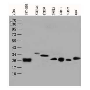 antibody-dme900010 gst tag figure1
