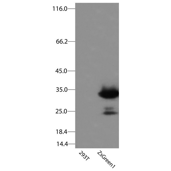antibody-dme900012 zsgreen1 figure1