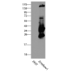 antibody-dme900013 zsyellow1 figure1