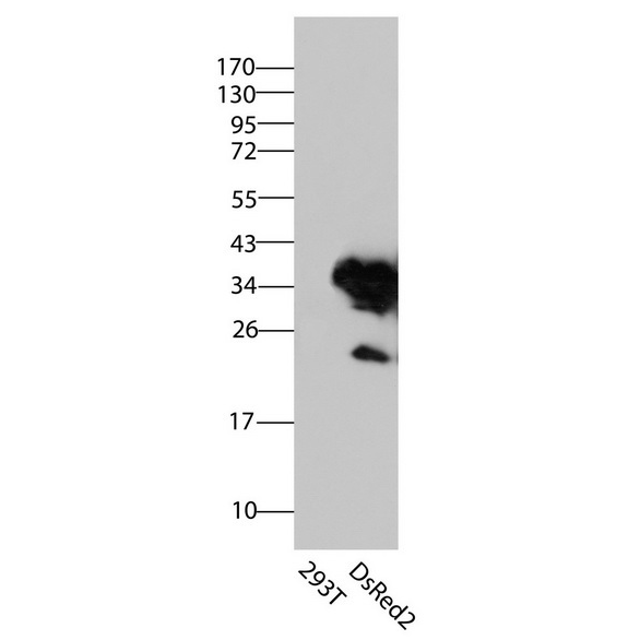 antibody-dme900014 dsred2 figure1
