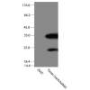 antibody-dme900015 timer figure1