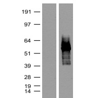 antibody-dme900016 tdtomato figure1
