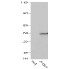 antibody-dme900018 acgfp1 ps cfp2 figure2