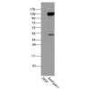 antibody-dme900022 mraspberry amcyan1 figure2