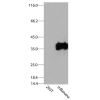 antibody-dme900023 mbanana figure1