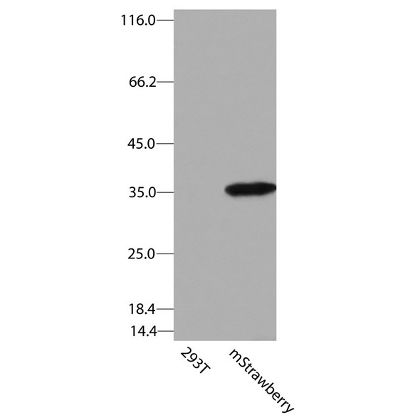 antibody-dme900024 mstrawberry figure1