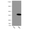 antibody-dme900025 erfp figure1