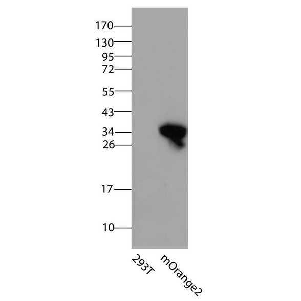 antibody-dme900026 morange morange2 figure2