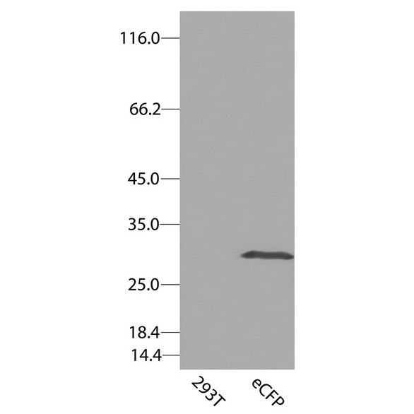 antibody-dme900028 ecfp figure1