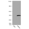 antibody-dme900029 mplum figure1