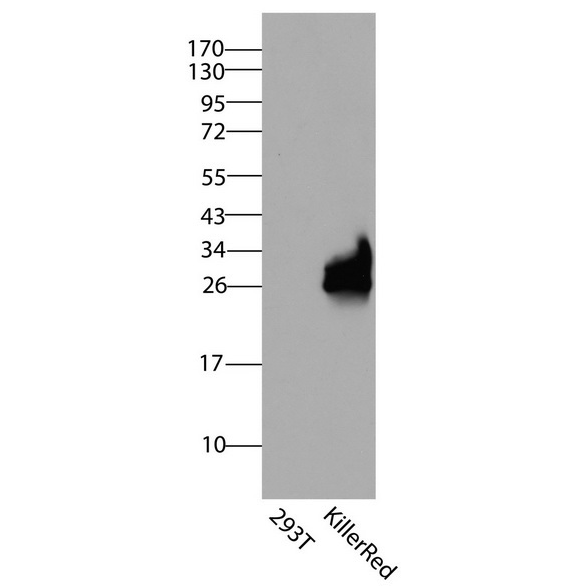 antibody-dme900030 mgfp mcfp myfp killerred figure4