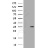 antibody-dme900032 dsred monomer figure1