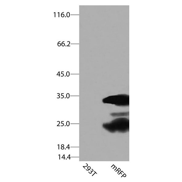 antibody-dme900036 mrfp figure1