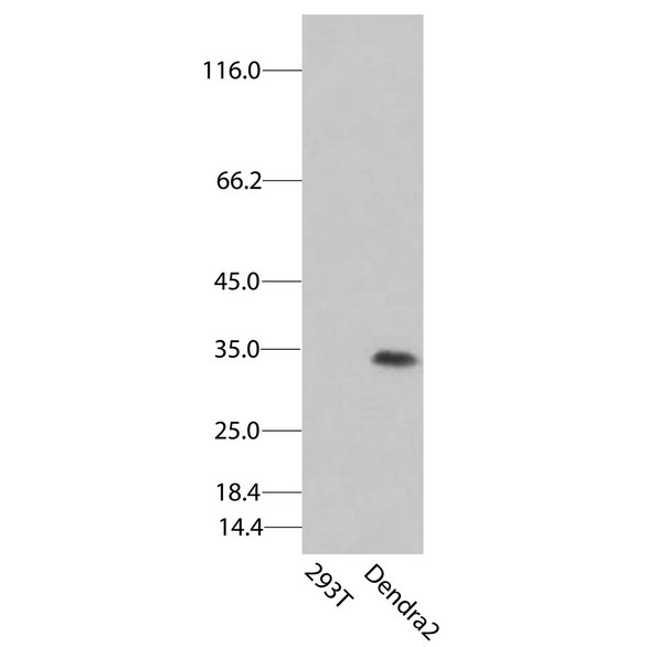 antibody-dme900037 dendra2 figure1