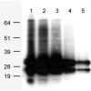 antibody-dme900038 asred2 figure1