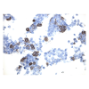 antibody-dme905594 flag tag figure5