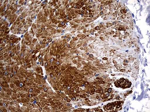 antibody-dme911453 spata46 ihc3