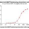 Elisa-bme100498b mapt elisa1