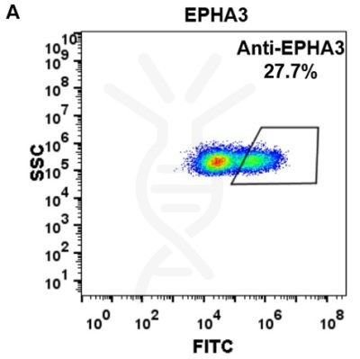 FC-BME100019 Anti EPHA3 ifabotuzumab biosimilar mAb FLOW Fig2 A