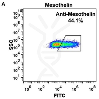 FC-BME100021 Anti Mesothelin amatuximab biosimilar mAb FLOW Fig2 A