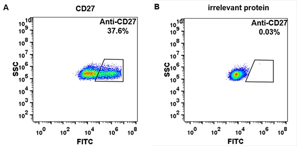 FC_combine-BME100018 Anti CD27 varlilumab biosimilar mAb FLOW Fig3