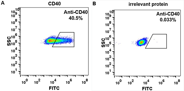 FC_combine-BME100020 Anti CD40 iscalimab biosimilarmAb FLOW Fig2