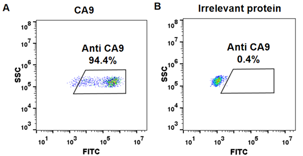 FC_combine-BME100040 Anti CA9 girentuximab biosimilar mAb FLOW Fig1