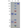 PAGE-bme100121 itgb7 sp1