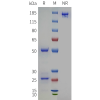 PAGE-bme100123 klk3 sp1