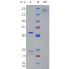 PAGE-bme100258 cd3e sp1