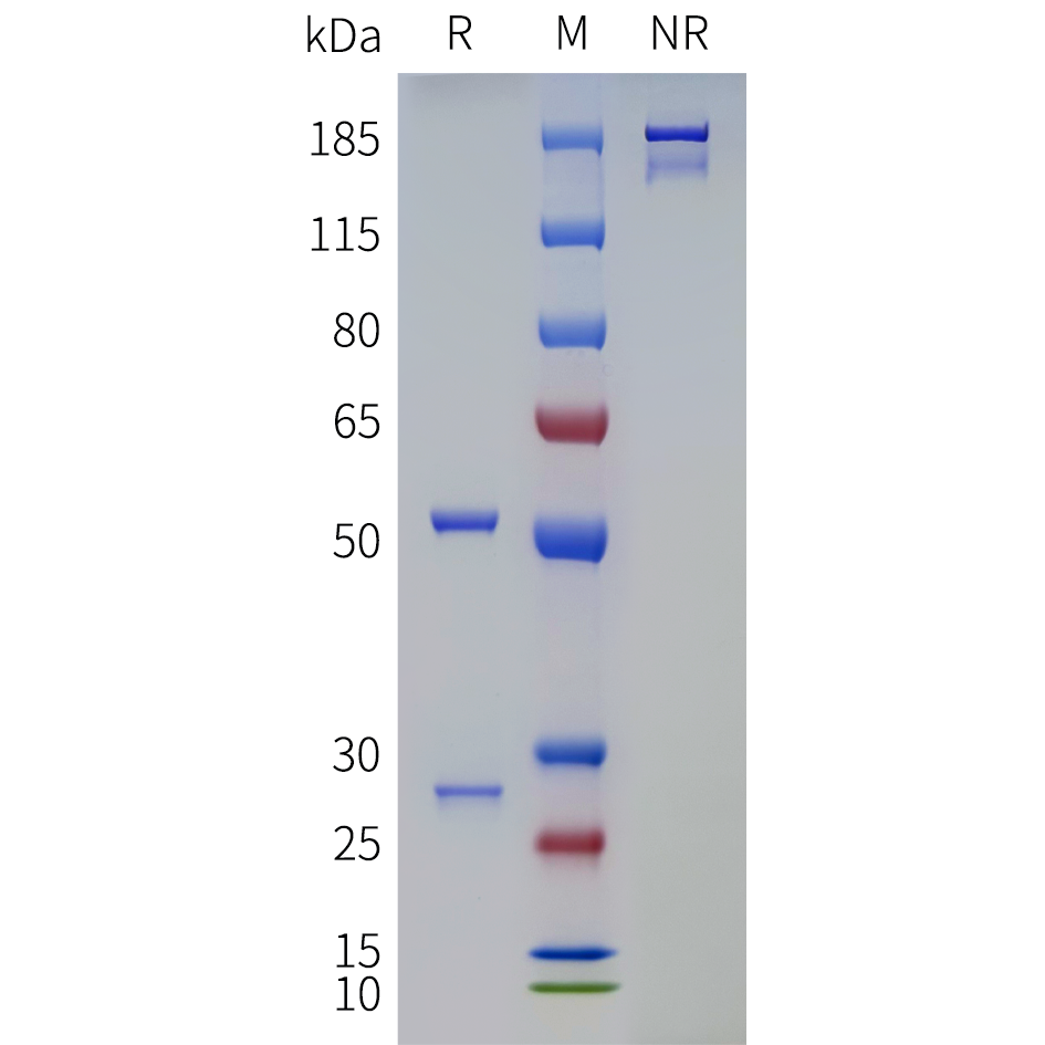 PAGE-bme100736 tgm2 sp1