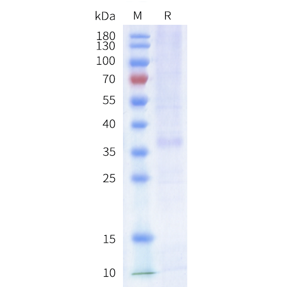 sp-cfp100003 sstr2 sp1
