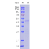 sp-cfp100022 glp1r sp1