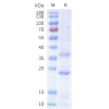 sp-cfp200003 sstr2 sp1