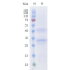 sp-cfp200004 slc7a11 sp1