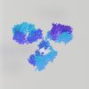 DimAb monoclonal antibodies