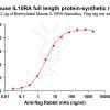 elisa-flp m100500b il10ra elisa1