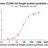 elisa-flp100082b cldn2 elisa2