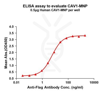 elisa-flp200142 cav1 elisa1