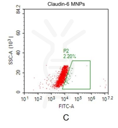 fc-FLP100004 CLDN6 Fig.2C FC 1