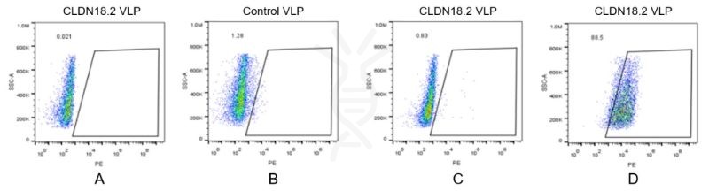fc-FLP100006 CLDN18.2 Fig.2 FC 1