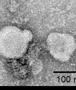 fc-FLP100010 GPRC5D Fig.3 FC 2